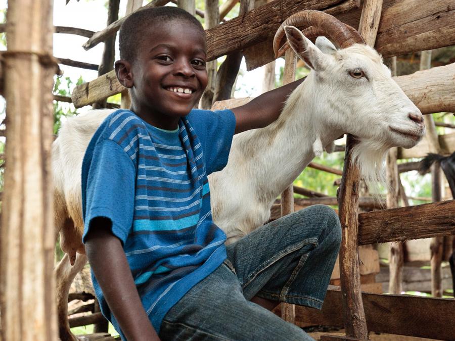 Tanzania Goats