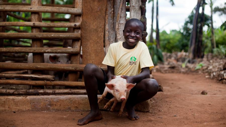 Share of a breeding sow