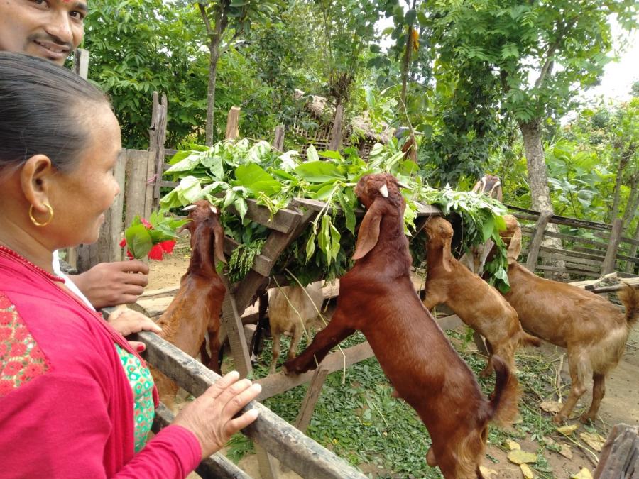 Dayalsxmi's Goats