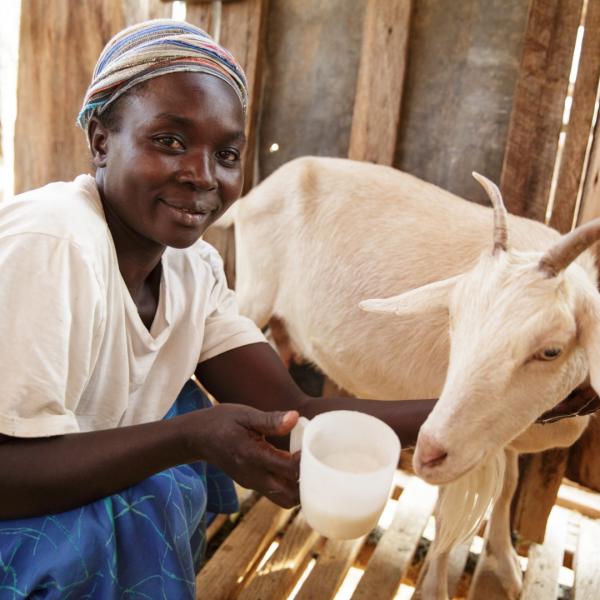 Share of an in-kid dairy goat