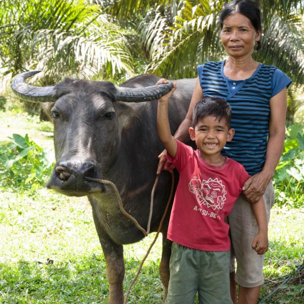 Share of a water buffalo