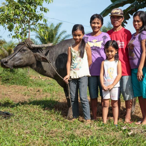 Gift of a water buffalo