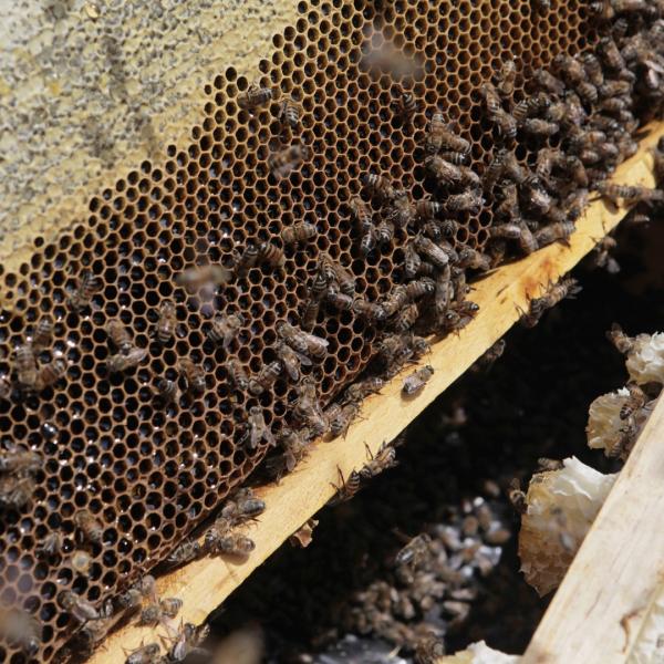 Gift of 12 Hives of Honeybees