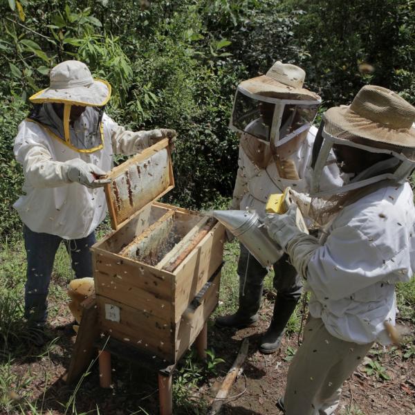 Gift of 3 Hives of Honeybees