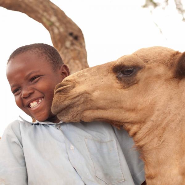 Share of a dairy camel