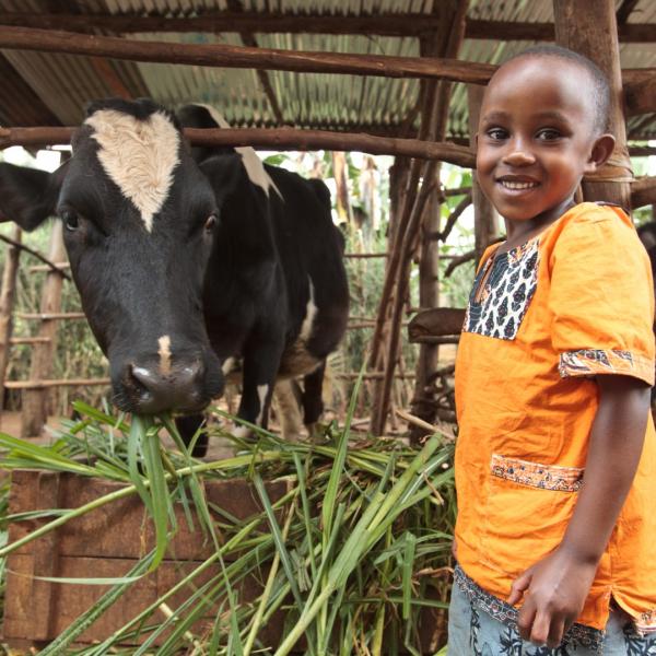 Gift of an in-calf dairy heifer