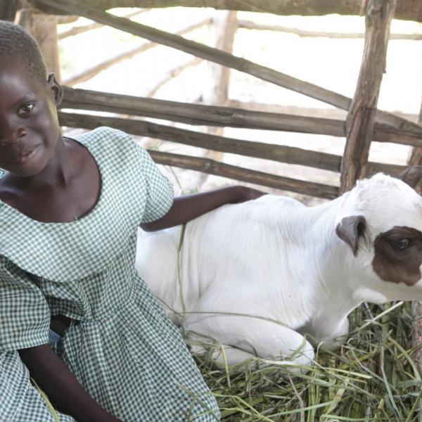 Gift of a cross-bred cow