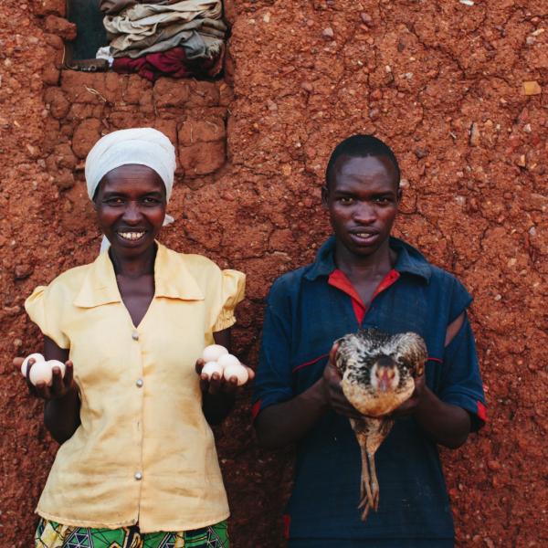 Gift of a flock of laying hens