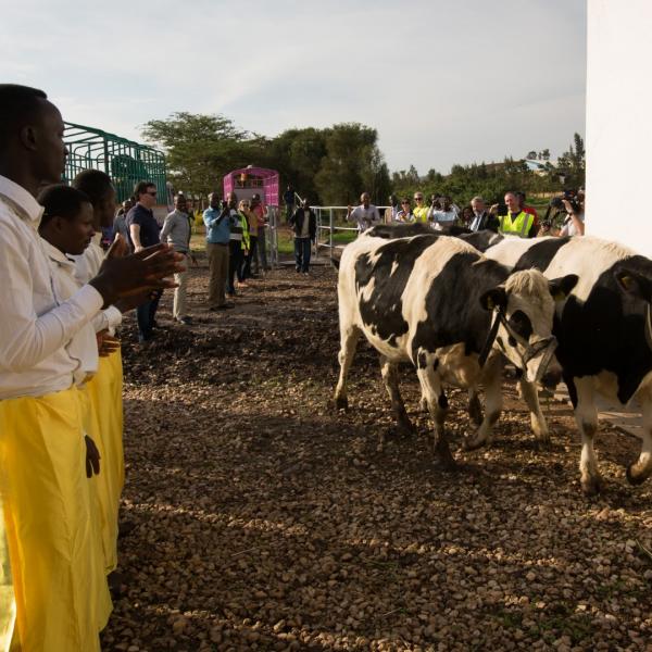 Man with Cows