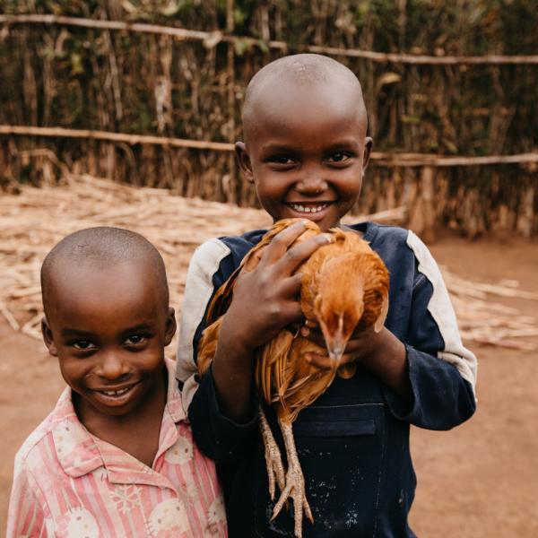 Share of a flock of laying hens