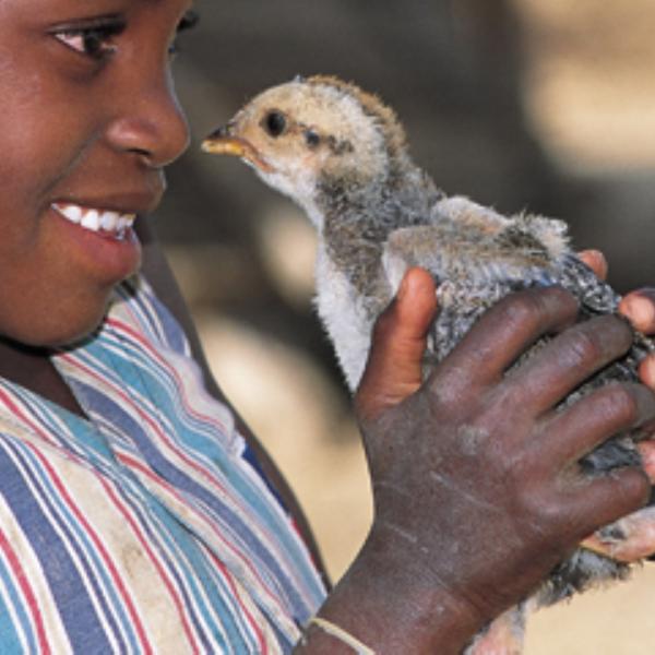 Share of a flock of guinea fowl