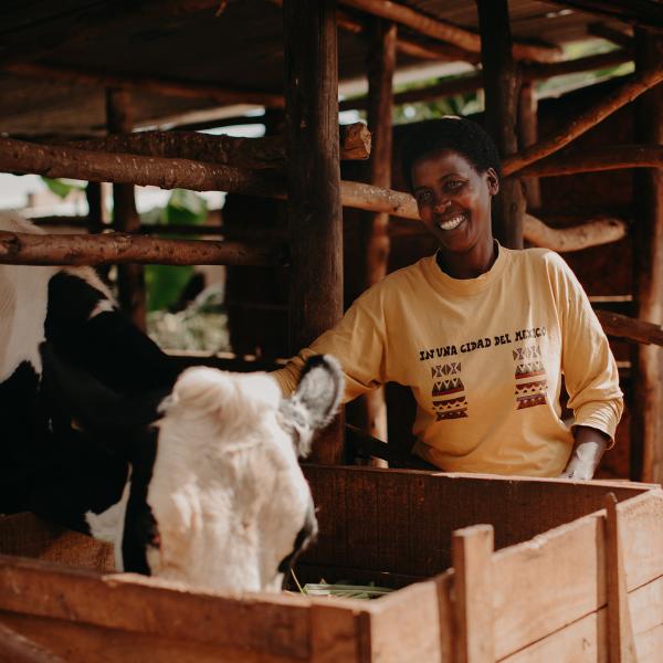 Irish Dairy Cow Recipient