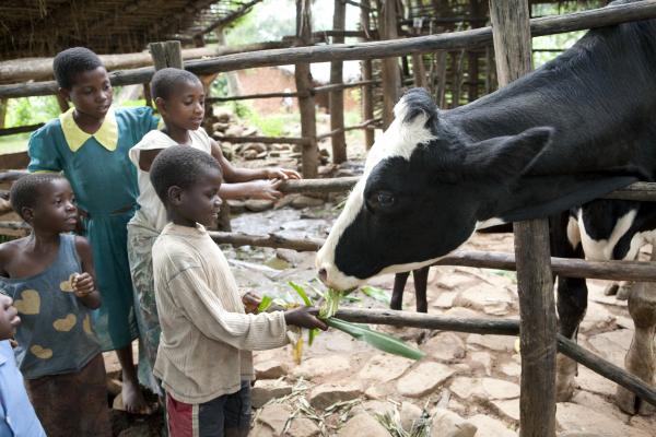 Cows Malawi