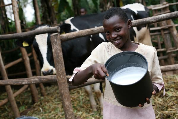 Milk in Rwanda