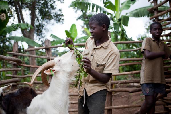 goat uganda 2015