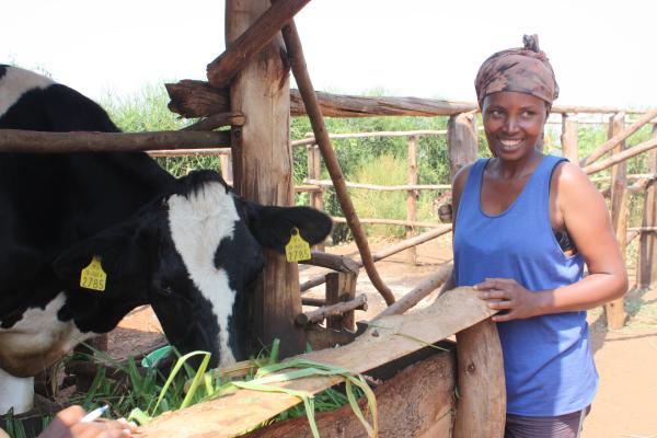 Rwandan cow and lady