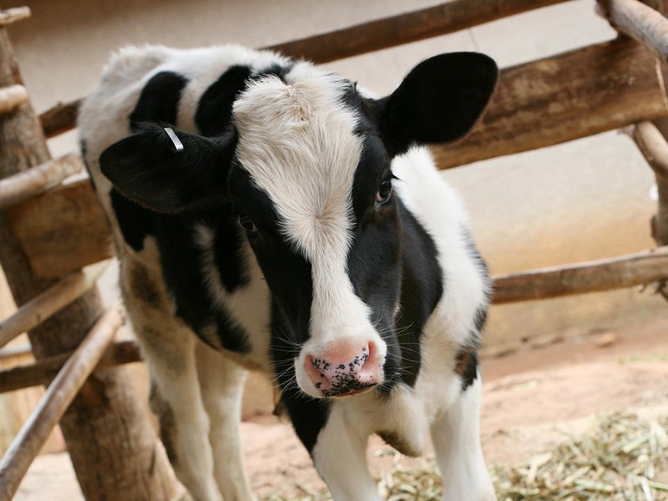 Call for Calves