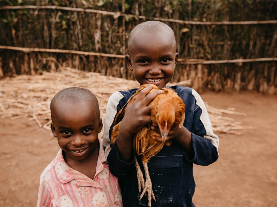 Share of a flock of laying hens