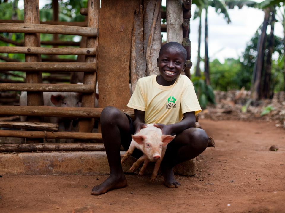 Share of a breeding sow