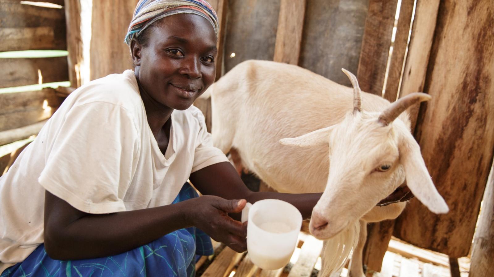 Share of an in-kid dairy goat