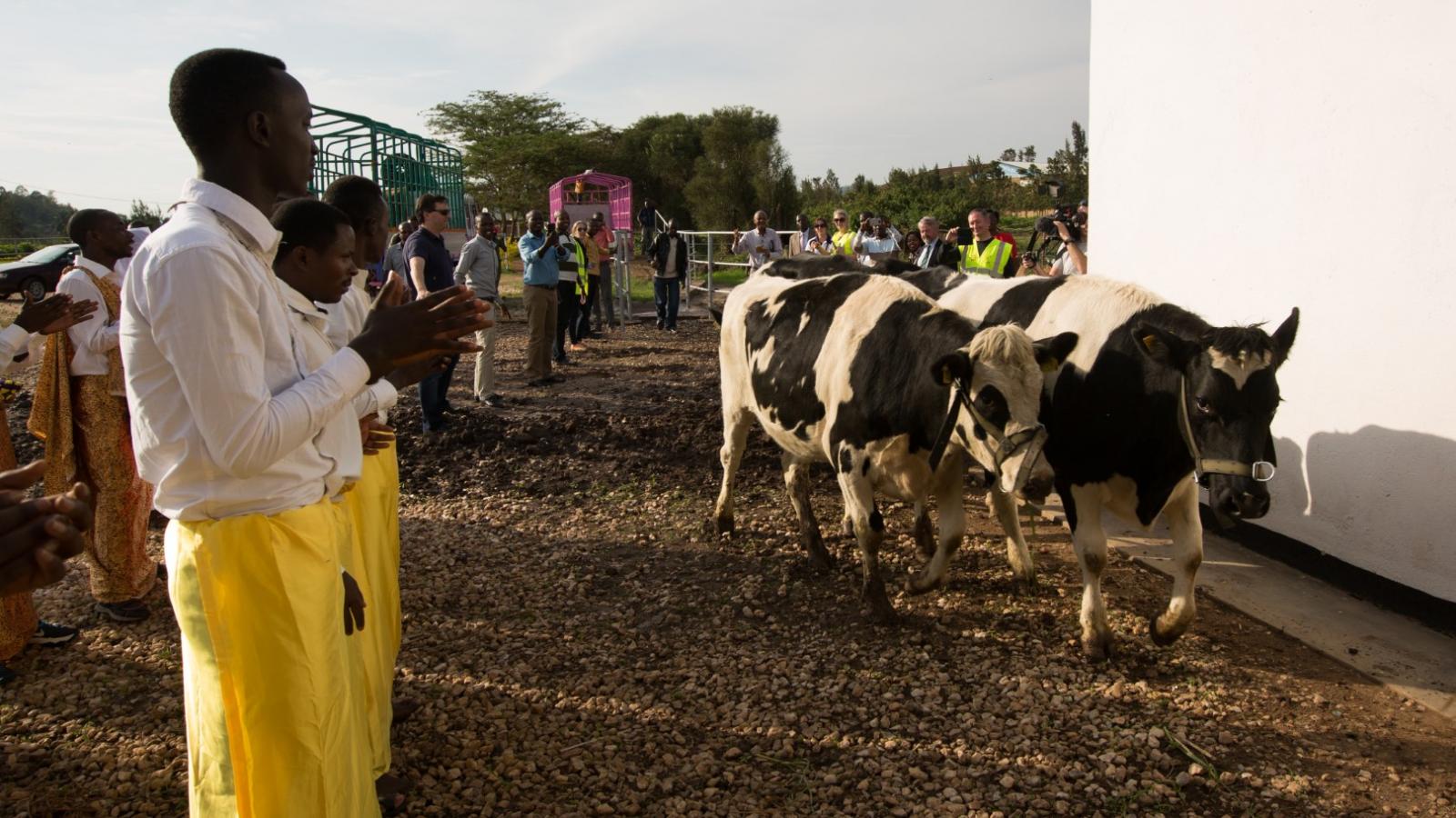 Man with Cows