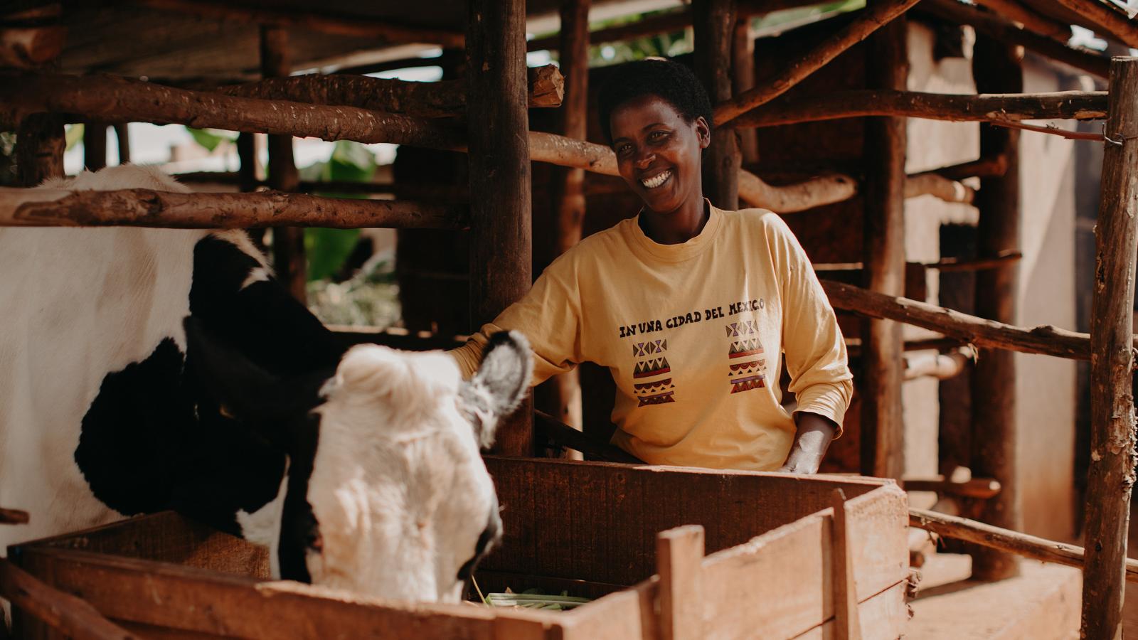 Irish Dairy Cow Recipient