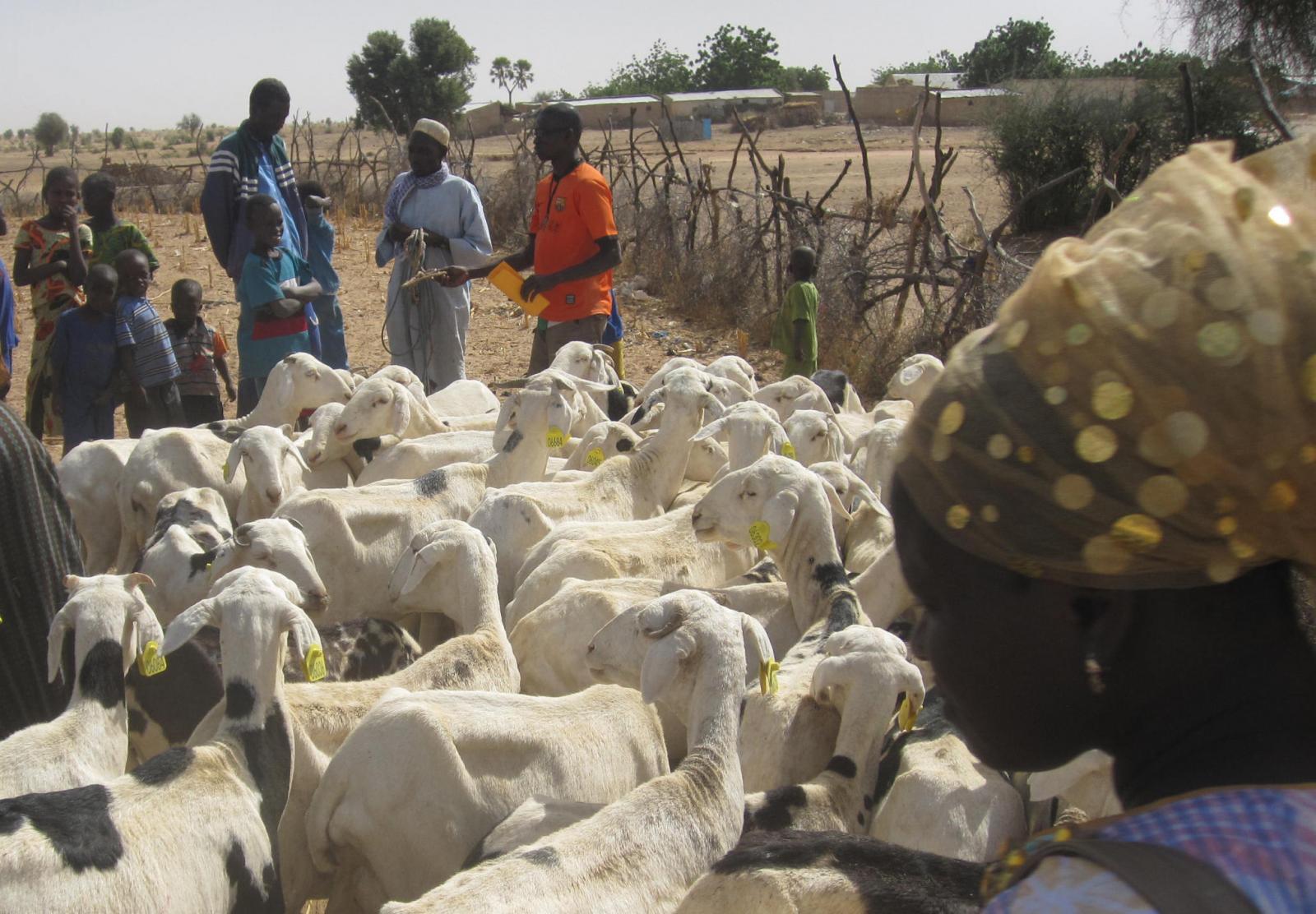 Sheep Farming Cameroon