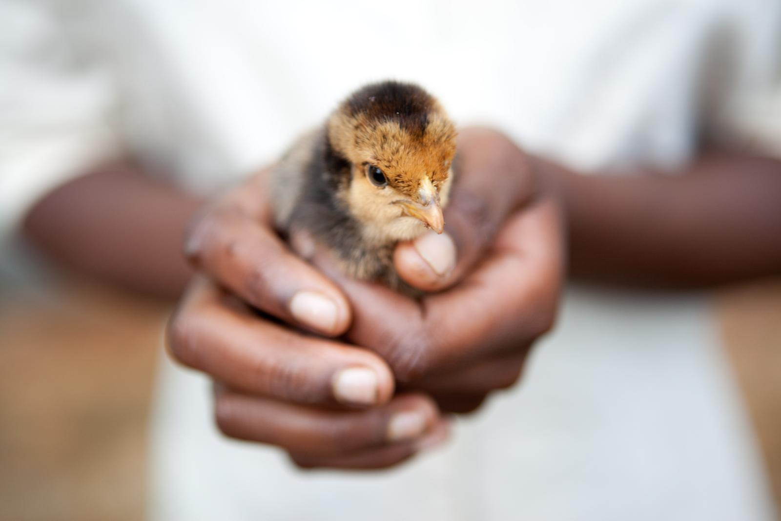 Chick Uganda 2011
