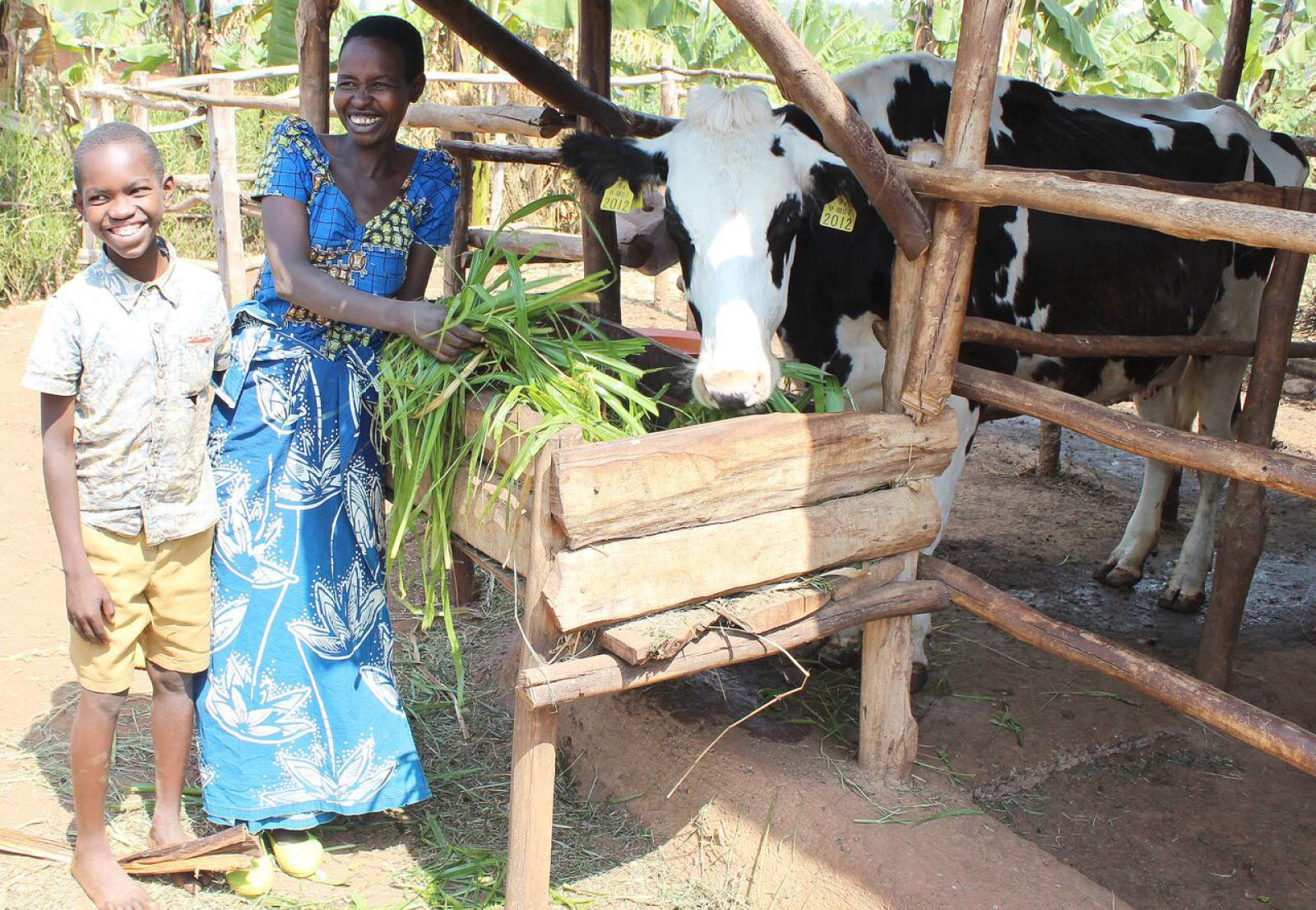 Bothar cow Rwanda 2023