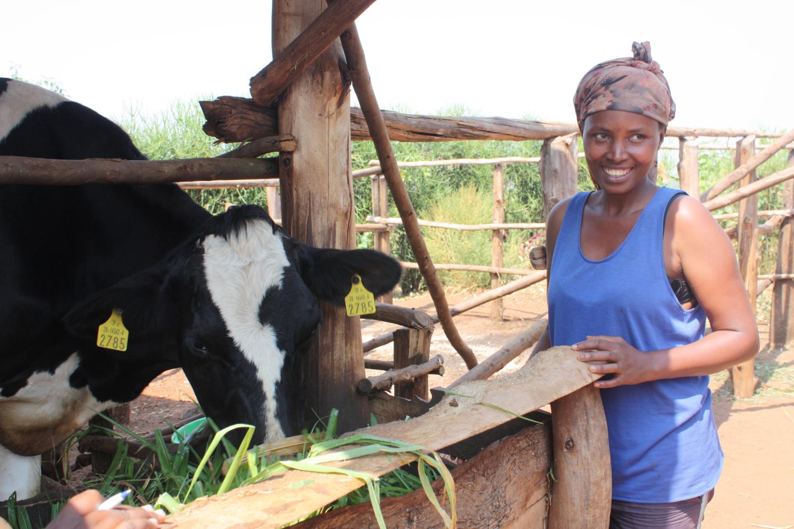 Rwandan cow and lady