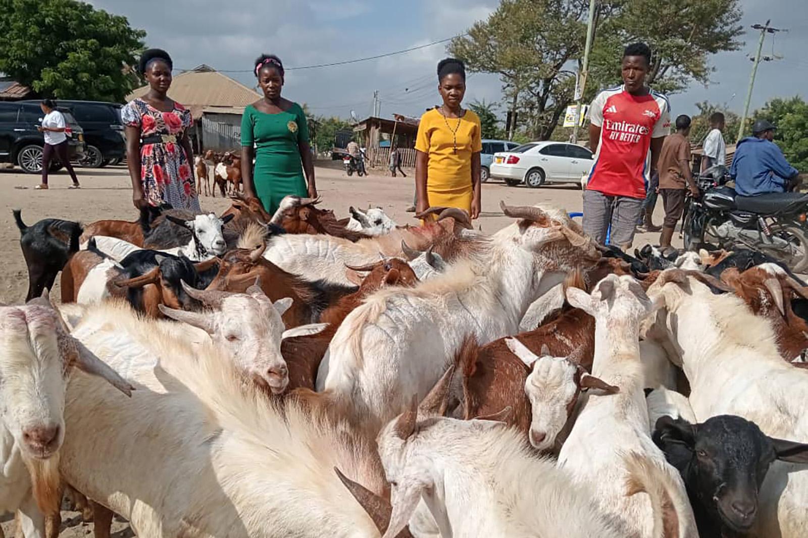 Goat Market Tanzania
