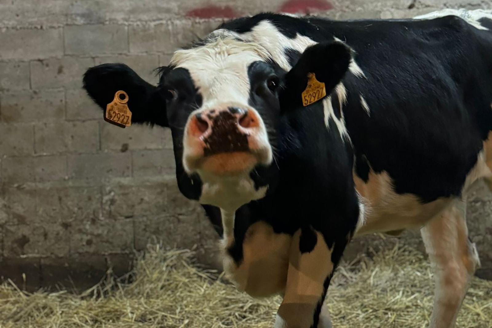 Hello from Kosovo